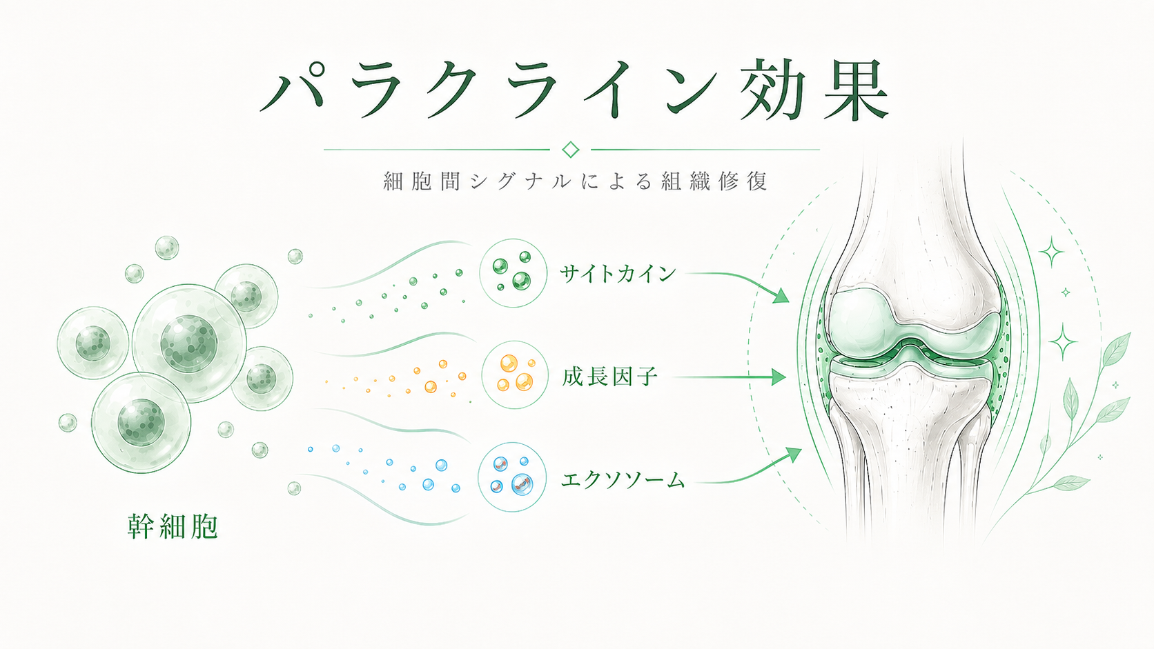 パラクライン効果の概念図：幹細胞からサイトカイン・成長因子・エクソソームが膝関節へ放出される